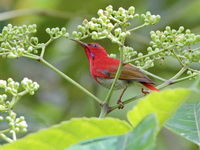 Temminck's Sunbird - male  - Bala