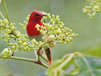 Temminck's Sunbird - male  - Bala