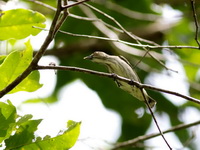 Thick-billed Flowerpecker  - Ton Pariwat WR