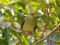 Thick-billed Green Pigeon - female  - Phuket
