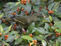 Thick-billed Green Pigeon - female  - Krung Ching NP