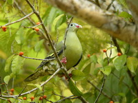 Thick-billed Green Pigeon - female  - Phuket