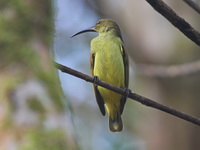 Thick-billed Spiderhunter  - Khao Banthad WS