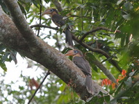 Tickell's Brown Hornbill - female  - Kaeng Krachan NP