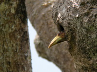 Tickell's Brown Hornbill - fledgling  - Kaeng Krachan NP