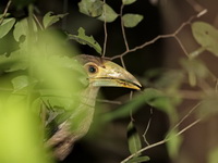 Tickell's Brown Hornbill - fledgling  - Kaeng Krachan NP