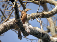 Tickell's Brown Hornbill - male  - Kaeng Krachan NP