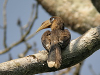 Tickell's Brown Hornbill - male  - Kaeng Krachan NP