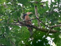 Tickell's Brown Hornbill - male  - Khao Laem NP