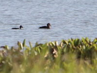 Tufted Duck  - Chiang Saen