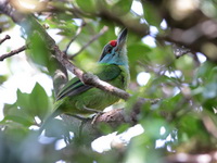 Turquoise-throated Barbet  - Khao Luang NP
