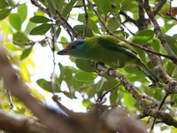 Turquoise-throated Barbet  - Khao Luang NP