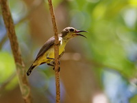 Van Hasselt's Sunbird - female  - Khao Pra Bang Khram WS