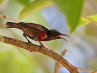 Van Hasselt's Sunbird - immature male  - Khao Pra Bang Khram WS