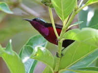 Van Hasselt's Sunbird - male  - Khao Pra Bang Khram WS