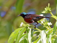 Van Hasselt's Sunbird - male  - Khao Pra Bang Khram WS