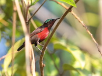 Van Hasselt's Sunbird - male  - Pa Phru Sirindhorn