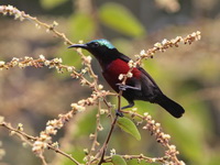 Van Hasselt's Sunbird - male  - Trang BG