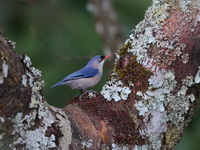 Velvet-fronted Nuthatch  - Doi Lang