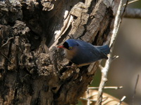 Velvet-fronted Nuthatch  - Phu Khieo WS