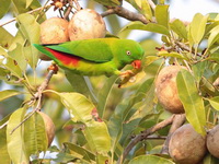 Vernal Hanging Parrot - female  - Kaeng Krachan