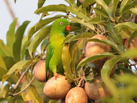 Vernal Hanging Parrot - male  - Kaeng Krachan