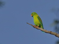 Vernal Hanging Parrot - male  - Kaeng Krachan