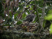 Wallace's Hawk-Eagle - chick  - Khao Luang Krung Ching NP