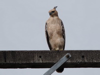 Wallace's Hawk-Eagle - juvenile  - Bala