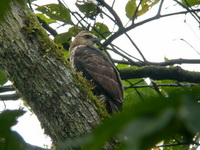 Wallace's Hawk-Eagle  - Khao Luang Krung Ching NP