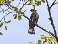 Wallace's Hawk-Eagle  - Sri Phang Nga NP