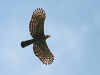 Wallace's Hawk-Eagle  - Sri Phang Nga NP