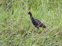 Watercock - breeding male  - Nakhon Sri Thammarat