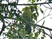 Wedge-tailed Green Pigeon - female  - Khao Yai NP