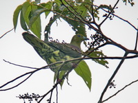 Wedge-tailed Green Pigeon - female  - Khao Yai NP