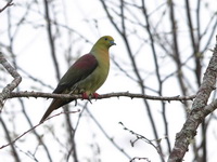 Wedge-tailed Green Pigeon - male  - Doi Lang