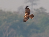 Western Marsh Harrier - female  - Chiang Saen