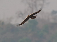 Western Marsh Harrier - female  - Chiang Saen