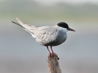 Whiskered Tern - breeding  - Thale Noi