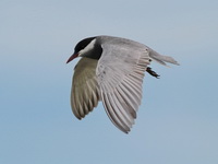 Whiskered Tern - breeding  - Samut Sakhon