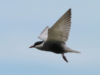 Whiskered Tern - breeding  - Samut Sakhon