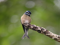 Whiskered Treeswift - female  - Thale Ban NP