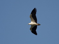 White-bellied Sea Eagle  - Phuket