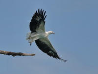 White-bellied Sea Eagle  - Khao Sok NP