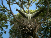 White-bellied Sea Eagle  - Phuket