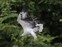 White-bellied Sea Eagle  - Khao Sok NP