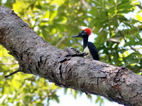 White-bellied Woodpecker - female  - Huay Kha Kaeng WS