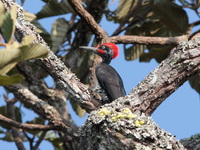 White-bellied Woodpecker - male  - Nam Nao NP