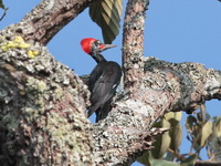 White-bellied Woodpecker - male  - Nam Nao NP