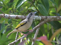 White-browed Shrike-babbler - female  - Kaeng Krachan NP
